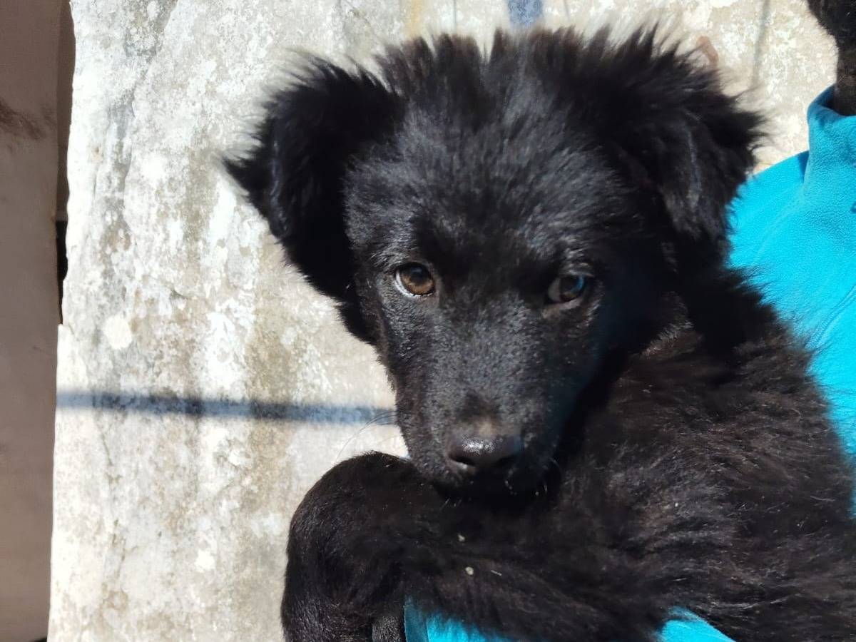 Adotta un cane, taglia media contenuta, femmina, Bari