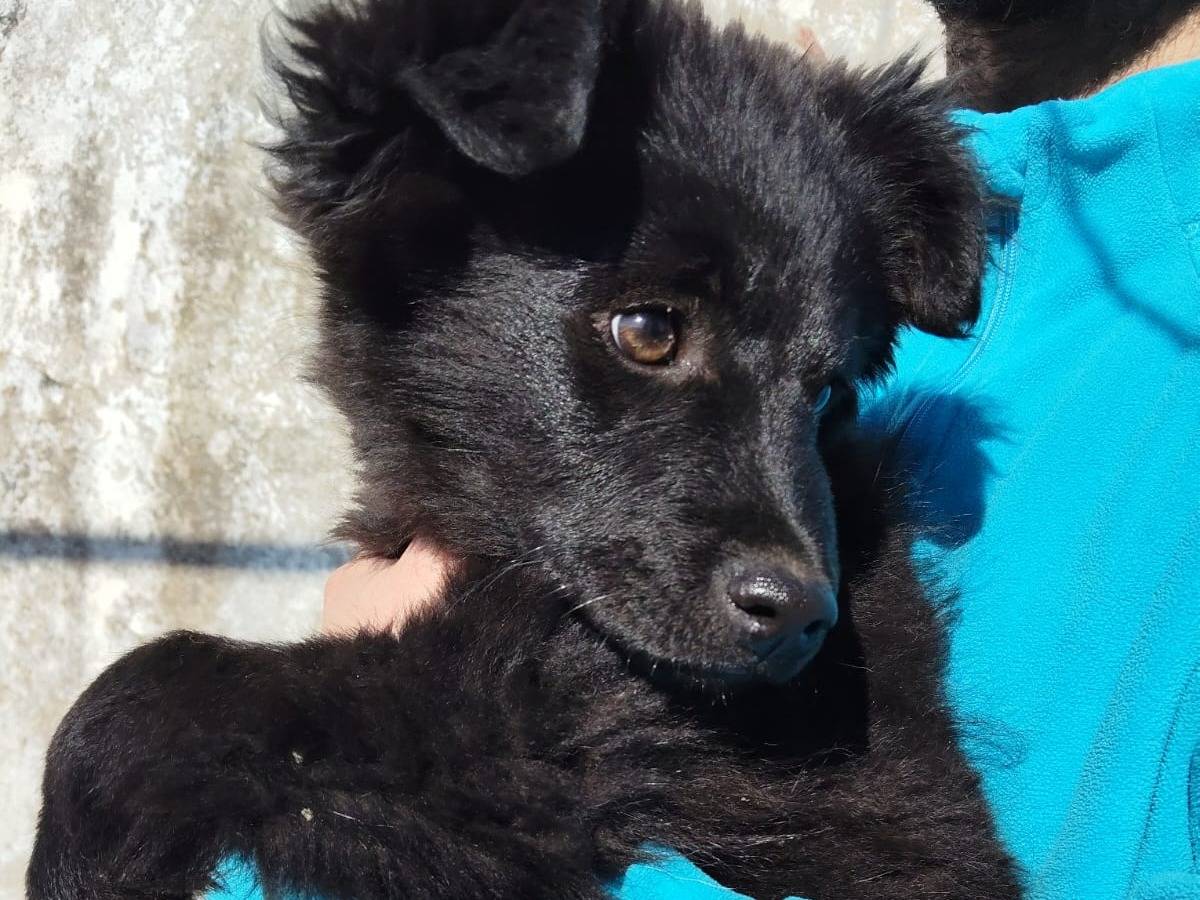 Adotta il cane Tarane a Bari