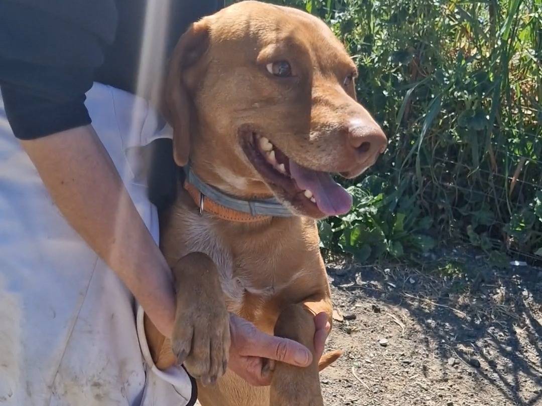 Adotta un cane, maschio, 3 anni  e 3 mesi , Palermo