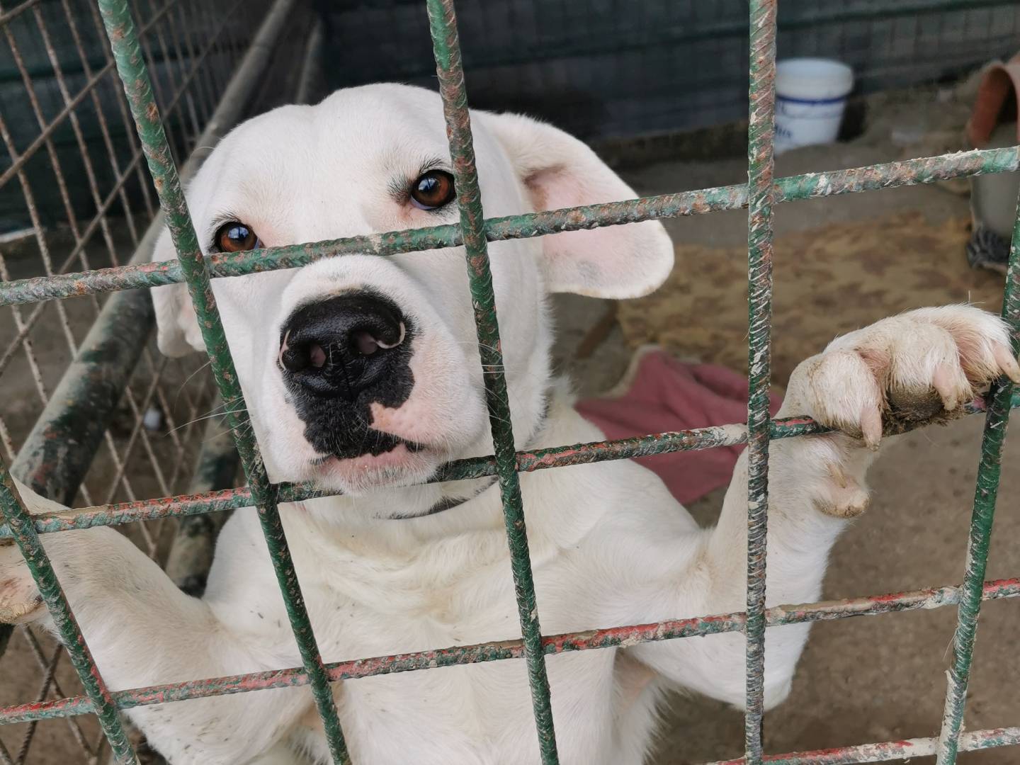 Foto dell'animale
