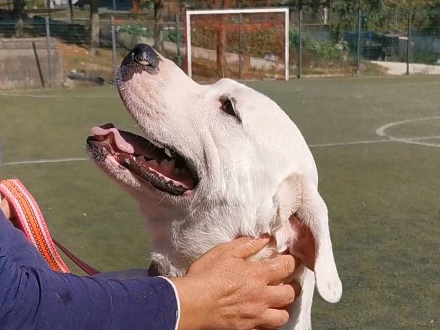 Adotta un cane, maschio, 1 anno e 11 mesi , Palermo