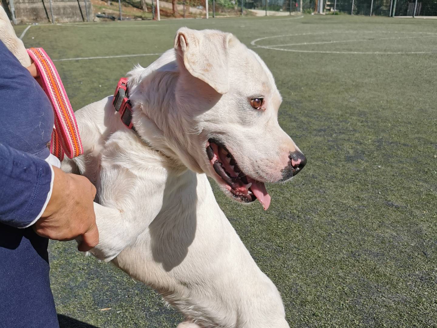 Adotta un cane, taglia media, maschio, Palermo