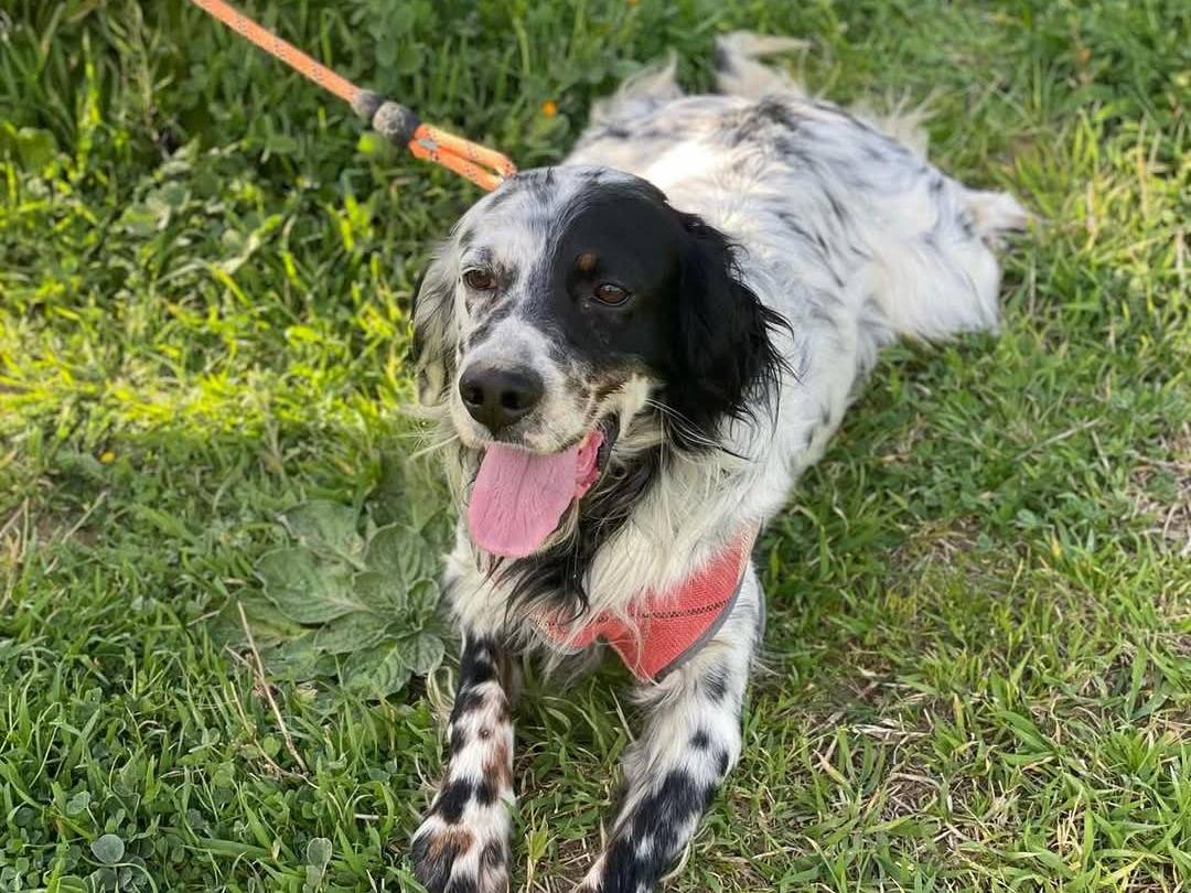 Adozione cane, maschio, Razza sconosciuta Razza sconosciuta, 3 anni  e 2 mesi , taglia media contenuta, Palermo