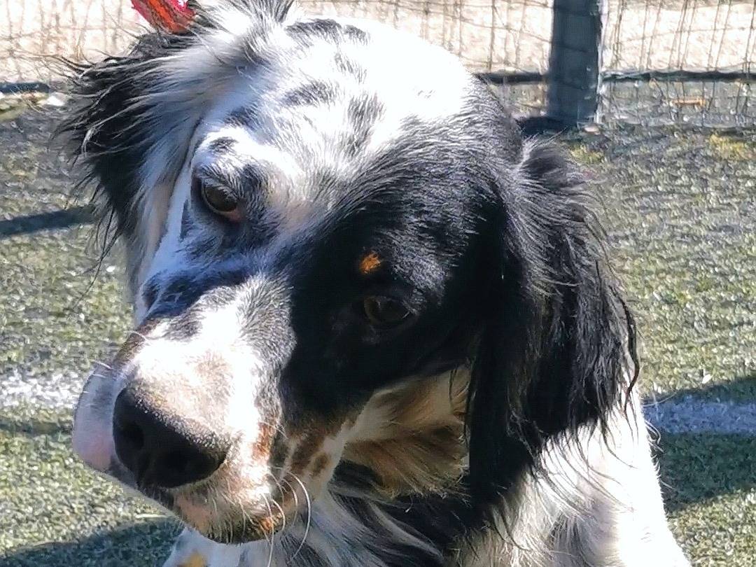 Adotta un cane, maschio, 3 anni  e 2 mesi , Palermo