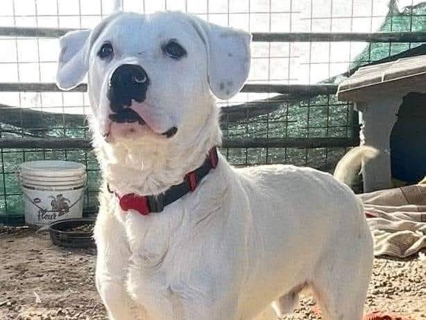 Vuoi adottare un cane a Palermo?