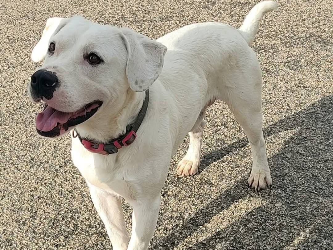 Adotta il cane Connor a Palermo