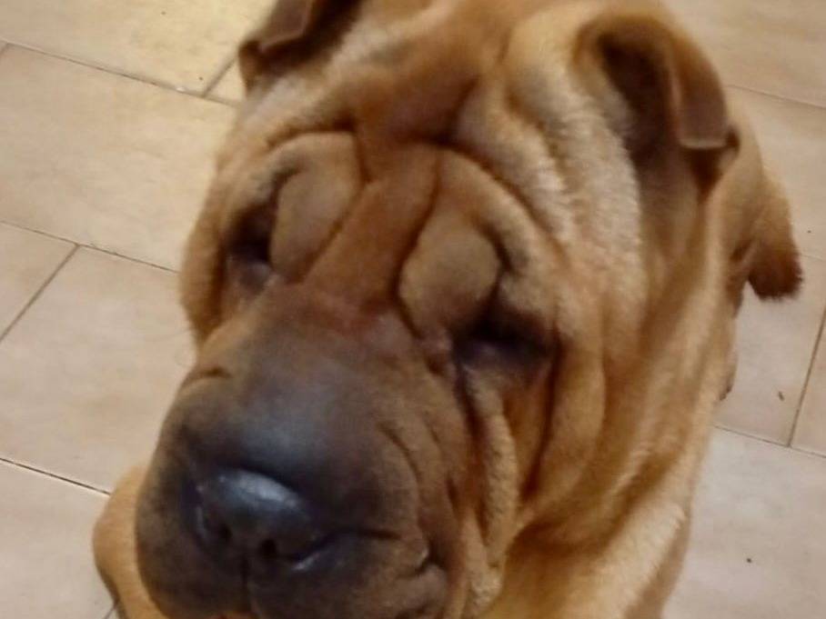 Adotta un cane, maschio, 1 anno e 6 mesi , Milano