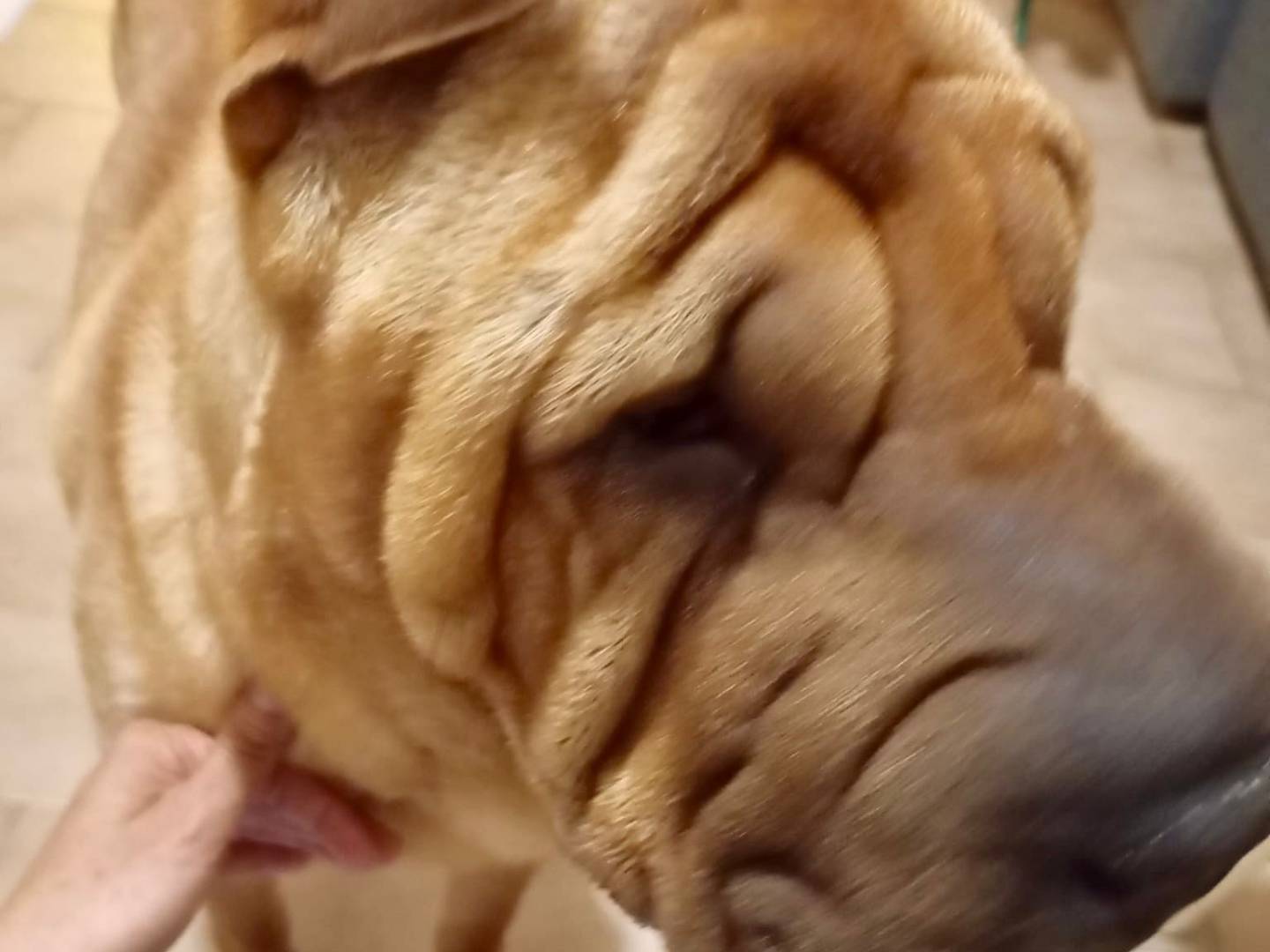 Adotta un cane, taglia media, maschio, Milano