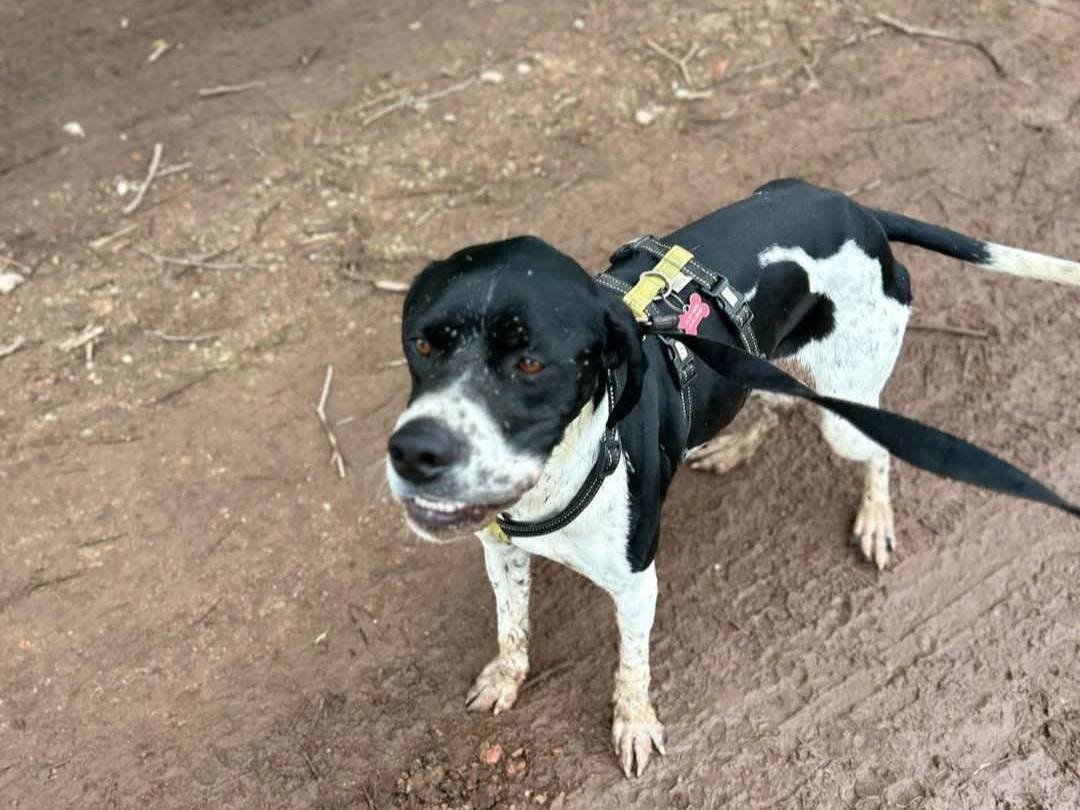 Adotta un cane, maschio, 2 anni  e 3 mesi , Milano