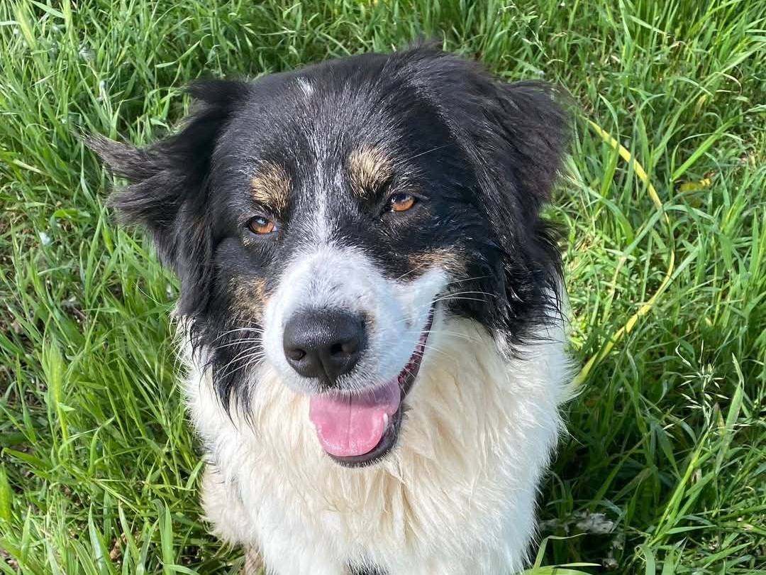 Adozione cane, femmina, Razza sconosciuta Razza sconosciuta, 1 anno e 4 mesi , taglia media, Milano