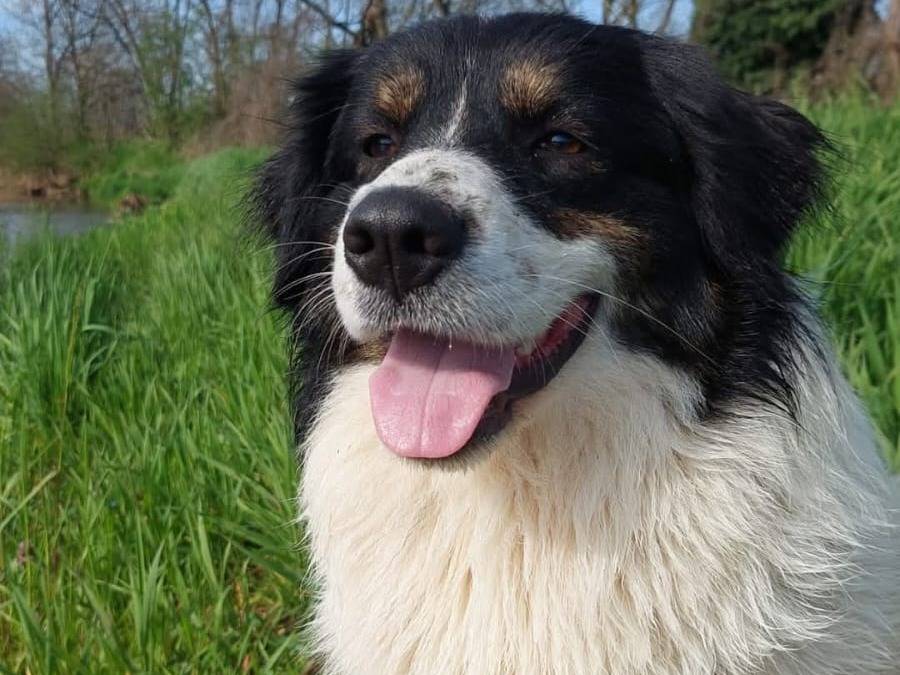Adotta un cane, femmina, 1 anno e 4 mesi , Milano