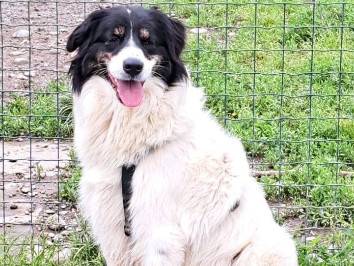 Adotta un cane, taglia media, femmina, Milano