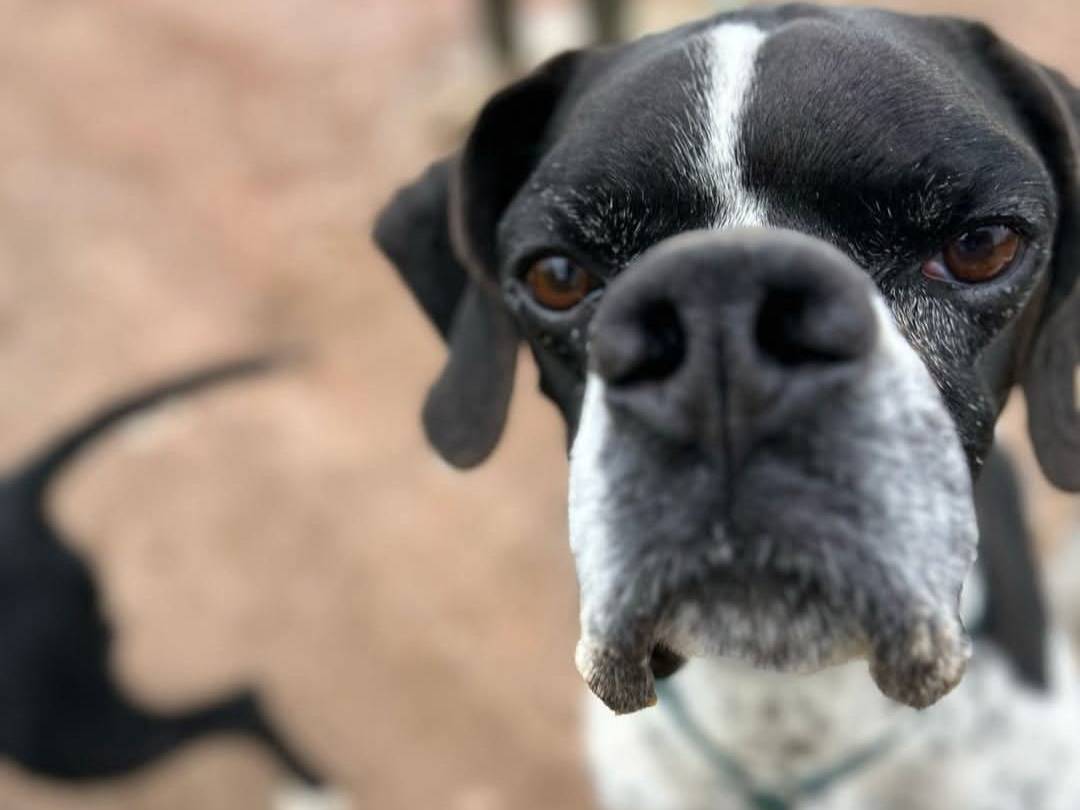Vuoi adottare un cane a Milano?