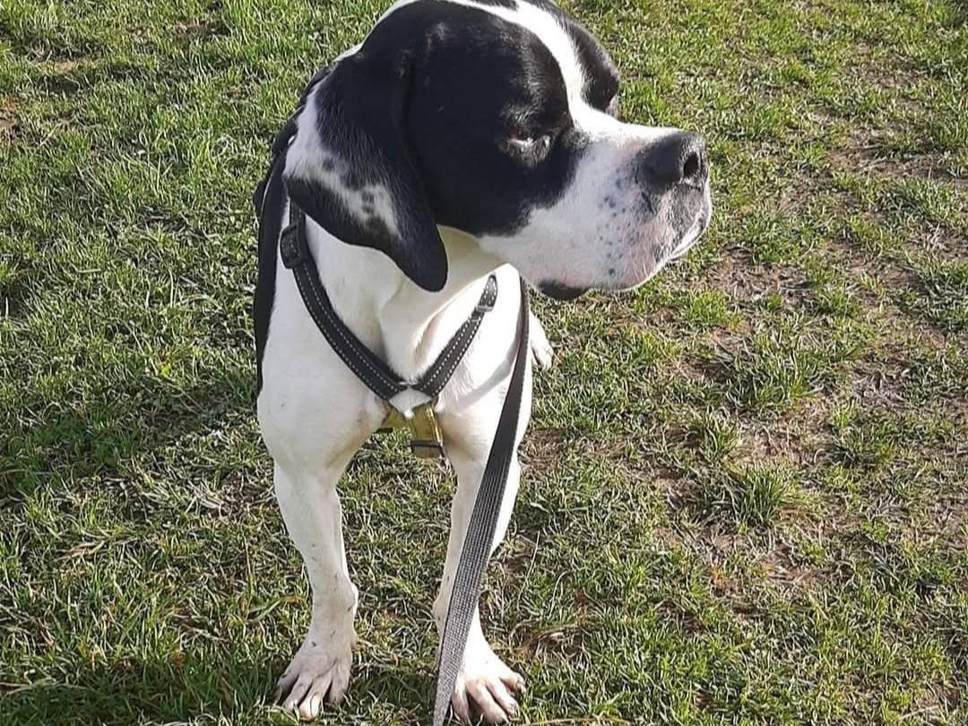 Vuoi adottare un cane a Milano?