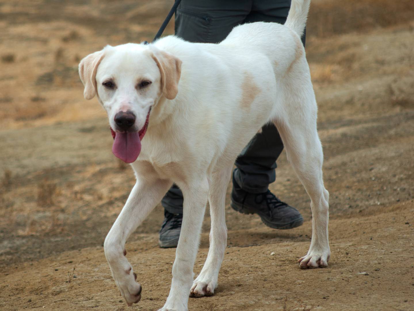 Adotta un cane, maschio, 1 anno e 11 mesi , Roma