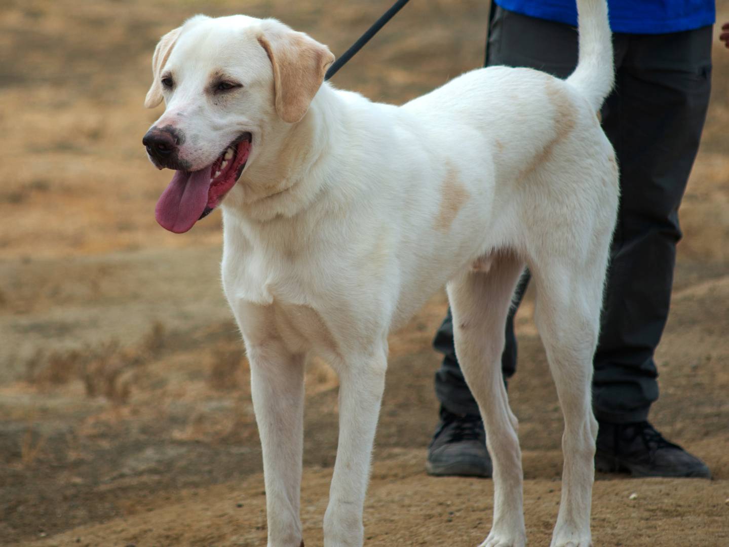 Vuoi adottare un cane a Roma?