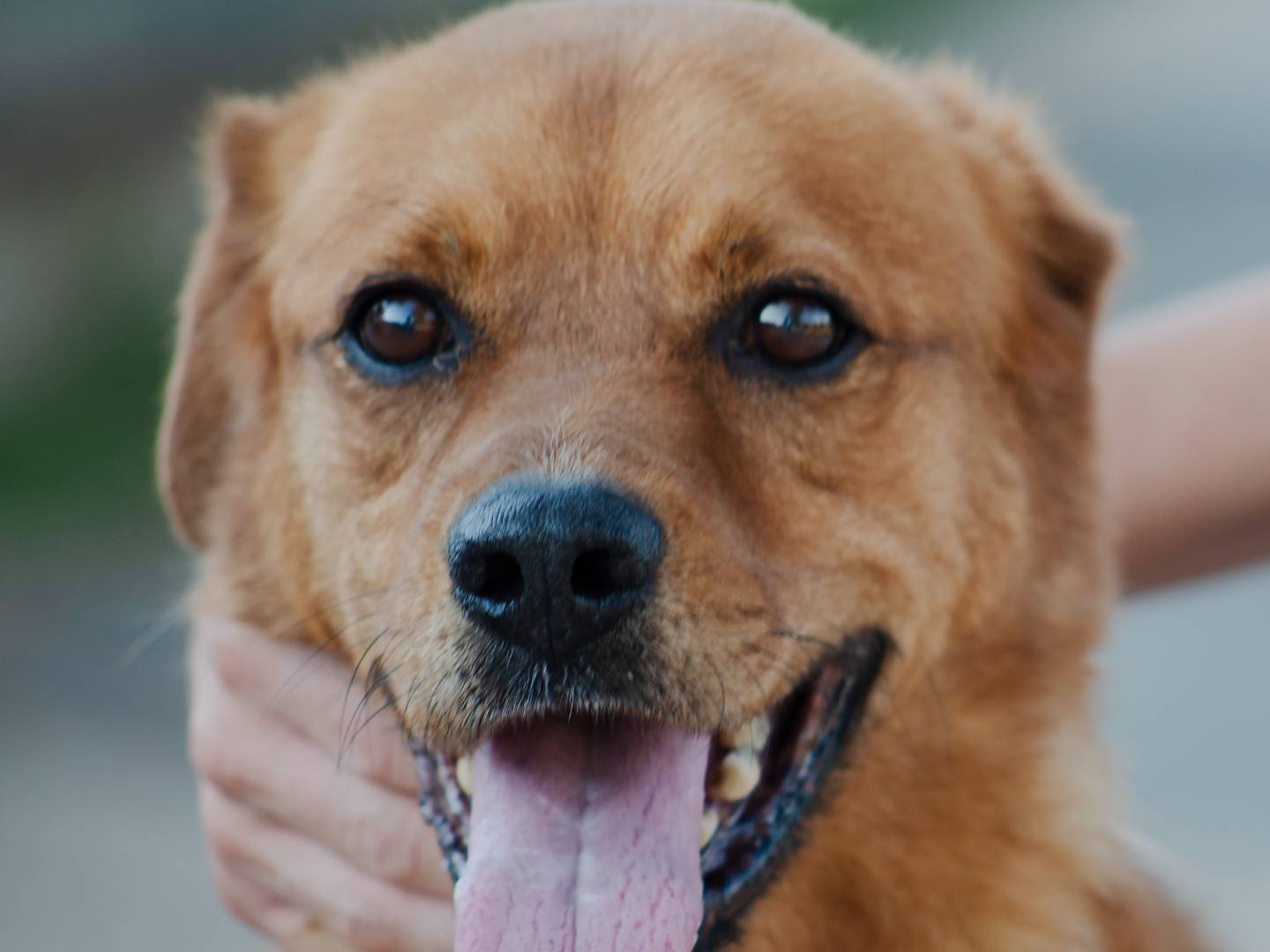 Vuoi adottare un cane a Roma?