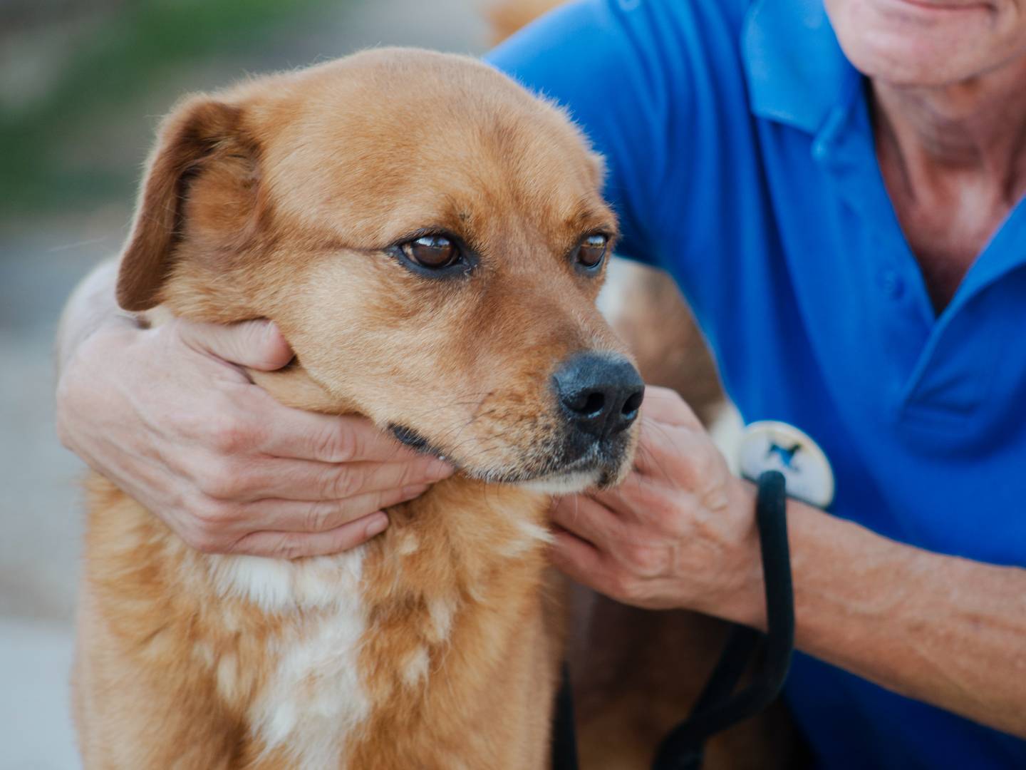 Adotta il cane Auro a Roma