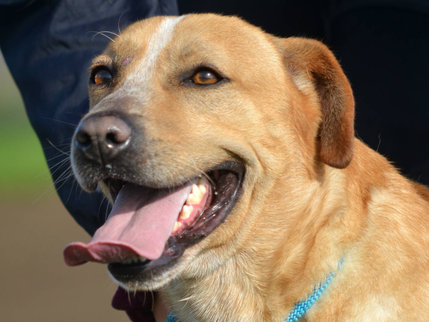 Adotta un cane, taglia media, maschio, Roma