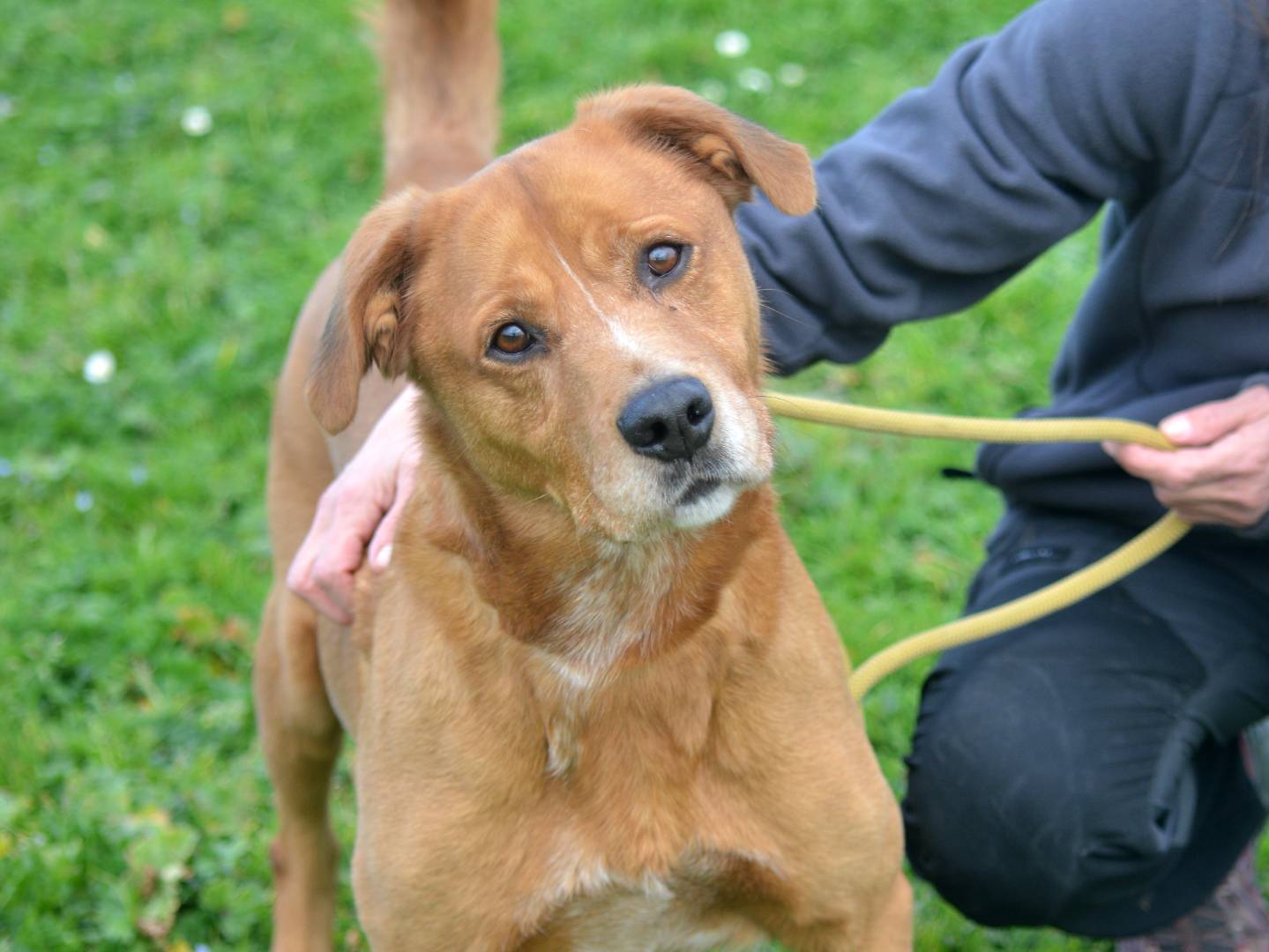Adotta un cane, maschio, 4 anni  e 10 mesi , Roma