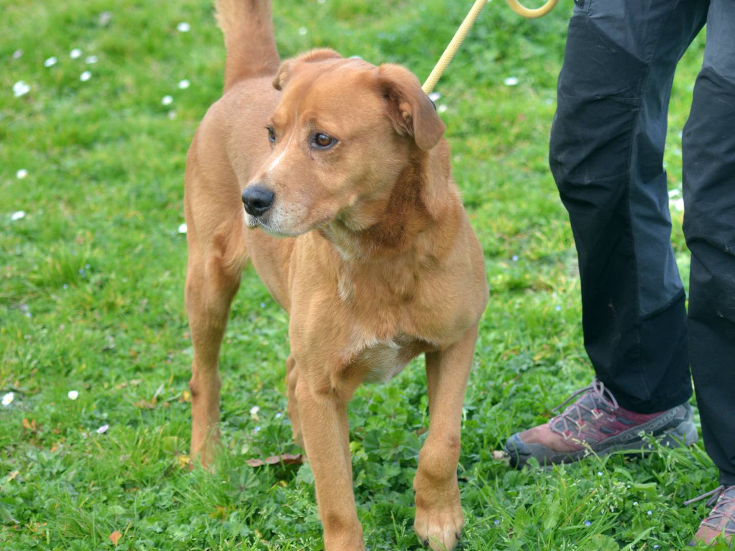 Adotta un cane, taglia media, maschio, Roma