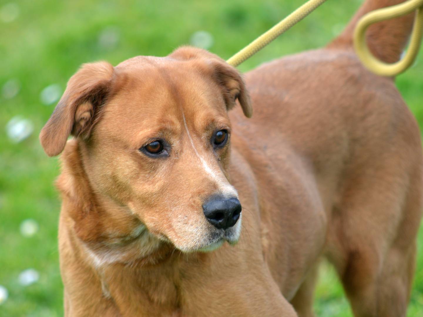 Vuoi adottare un cane a Roma?