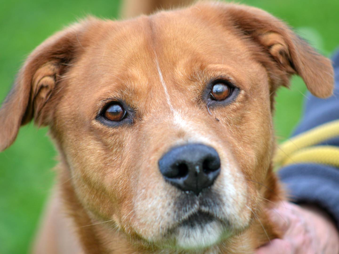 Adotta il cane Mino a Roma