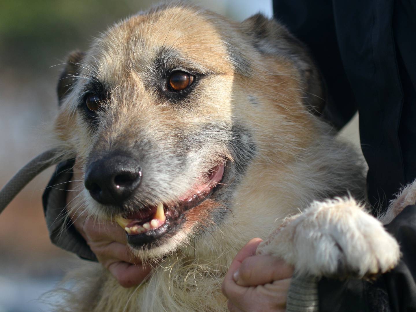 Adotta il cane spini a Roma