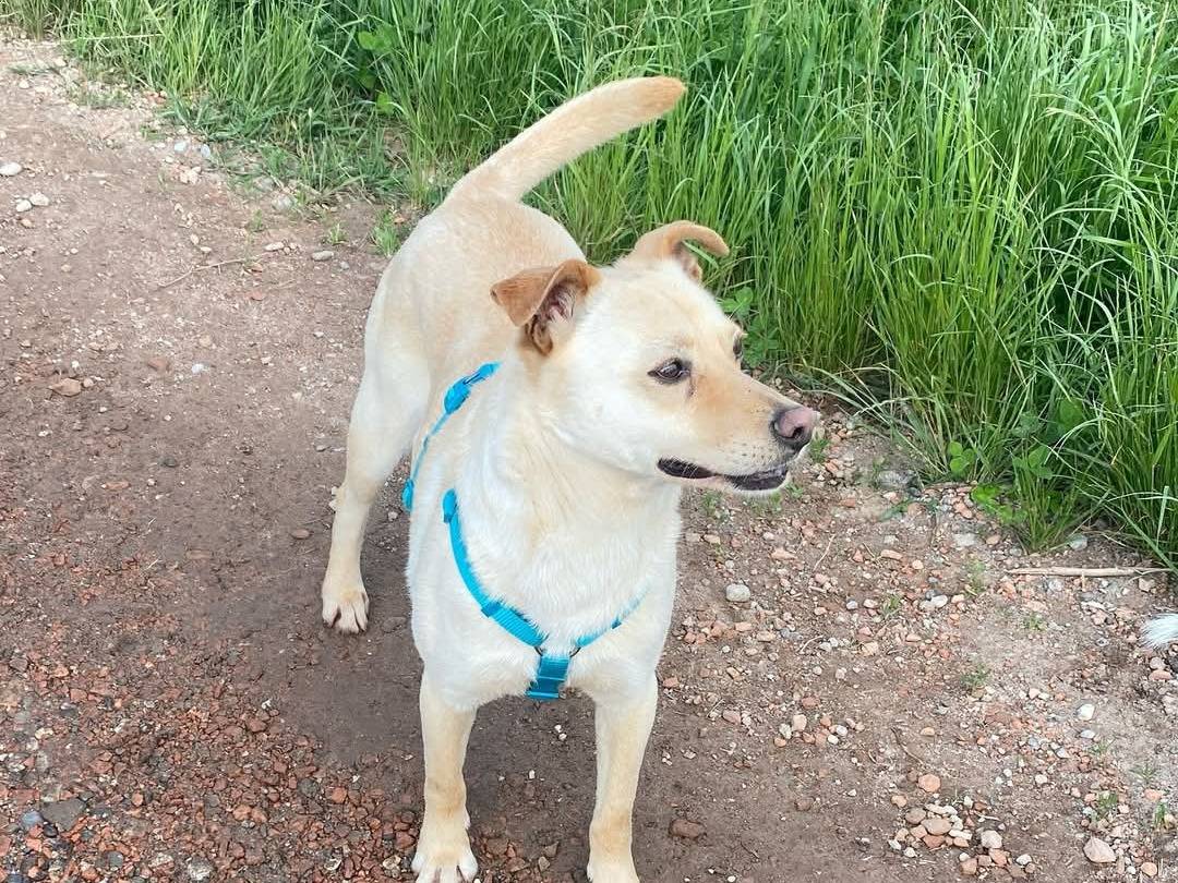 Adotta un cane, femmina, 6 anni  e 1 mese, Milano