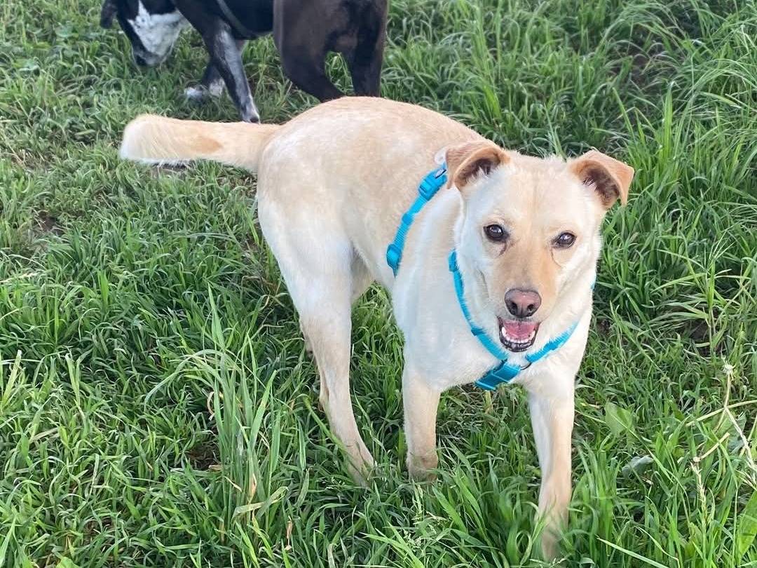 Adotta un cane, taglia media contenuta, femmina, Milano