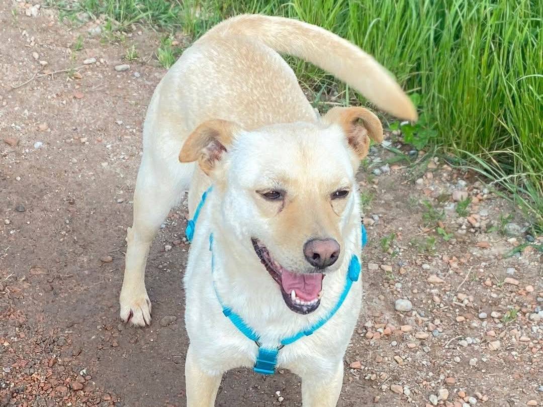 Vuoi adottare un cane a Milano?