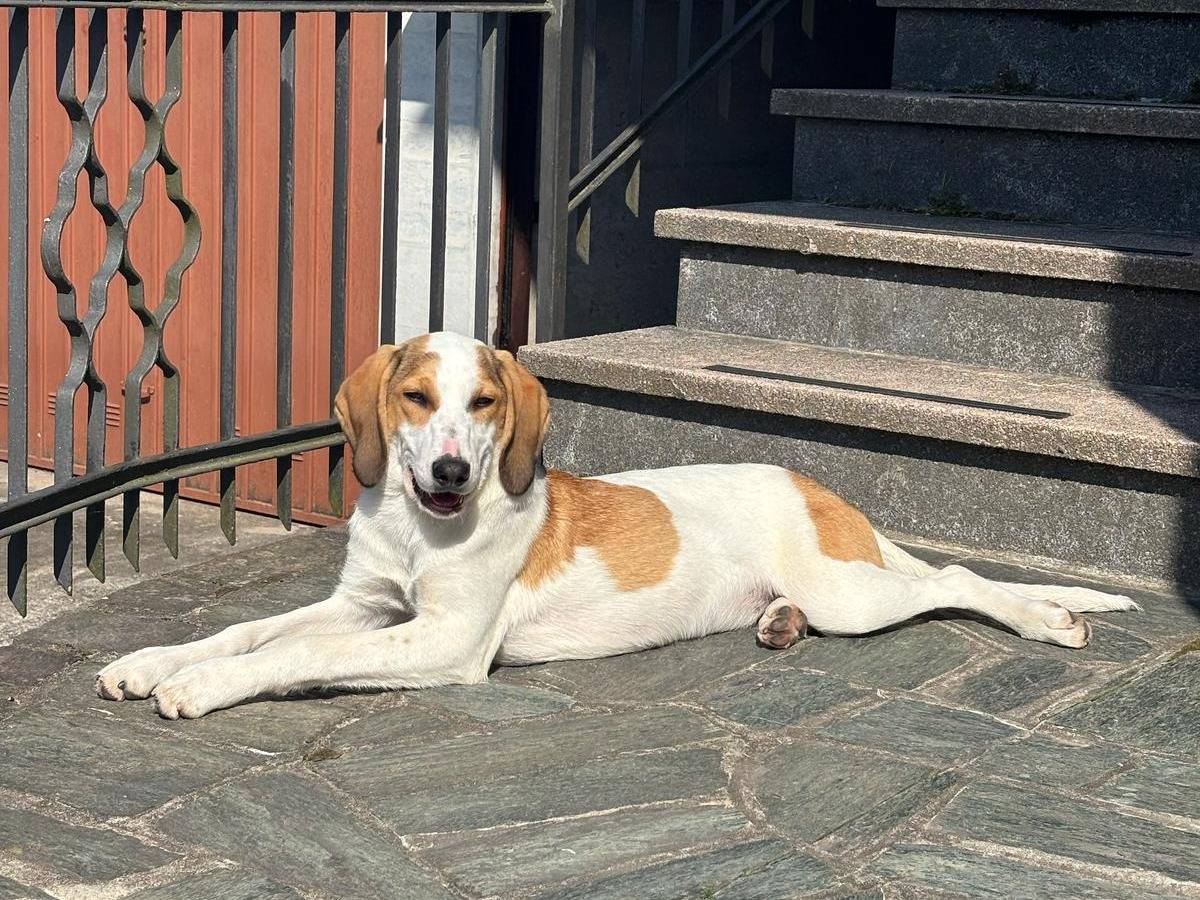 Adotta un cane, femmina, 7 mesi, Milano