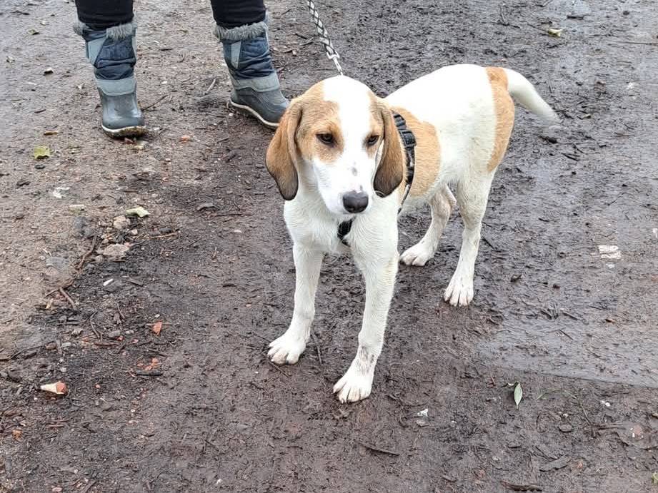 Adotta un cane, taglia media, femmina, Milano