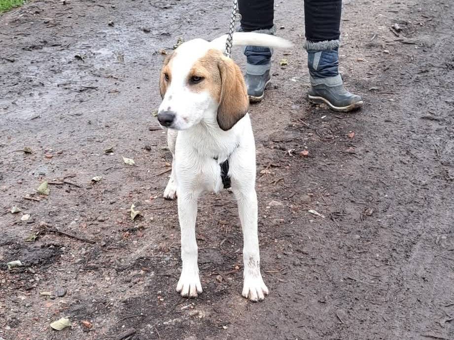 Vuoi adottare un cane a Milano?