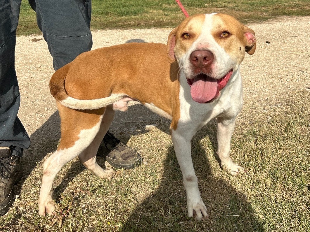 Adotta un cane, maschio, 5 anni  e 4 mesi , Latina