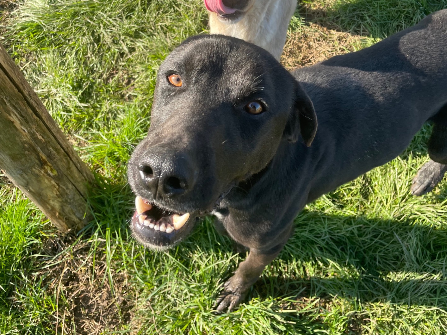 Adotta un cane, taglia media contenuta, maschio, Latina