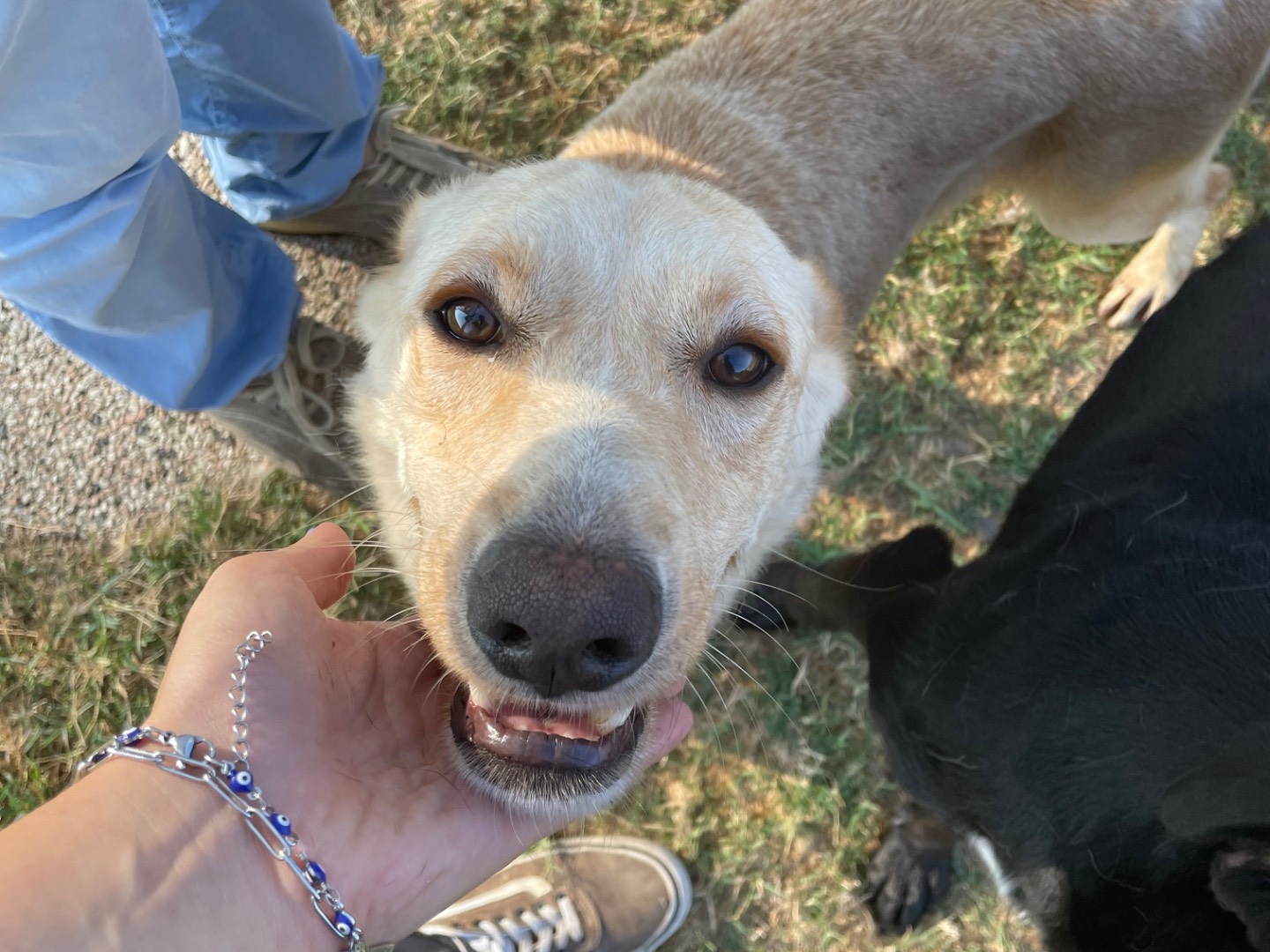 Adotta un cane, maschio, 3 anni  e 8 mesi , Latina
