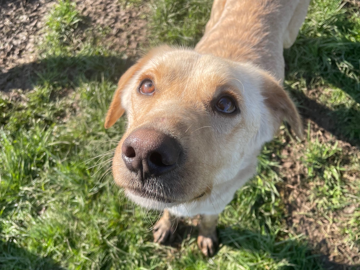 Adotta un cane, taglia media contenuta, maschio, Latina