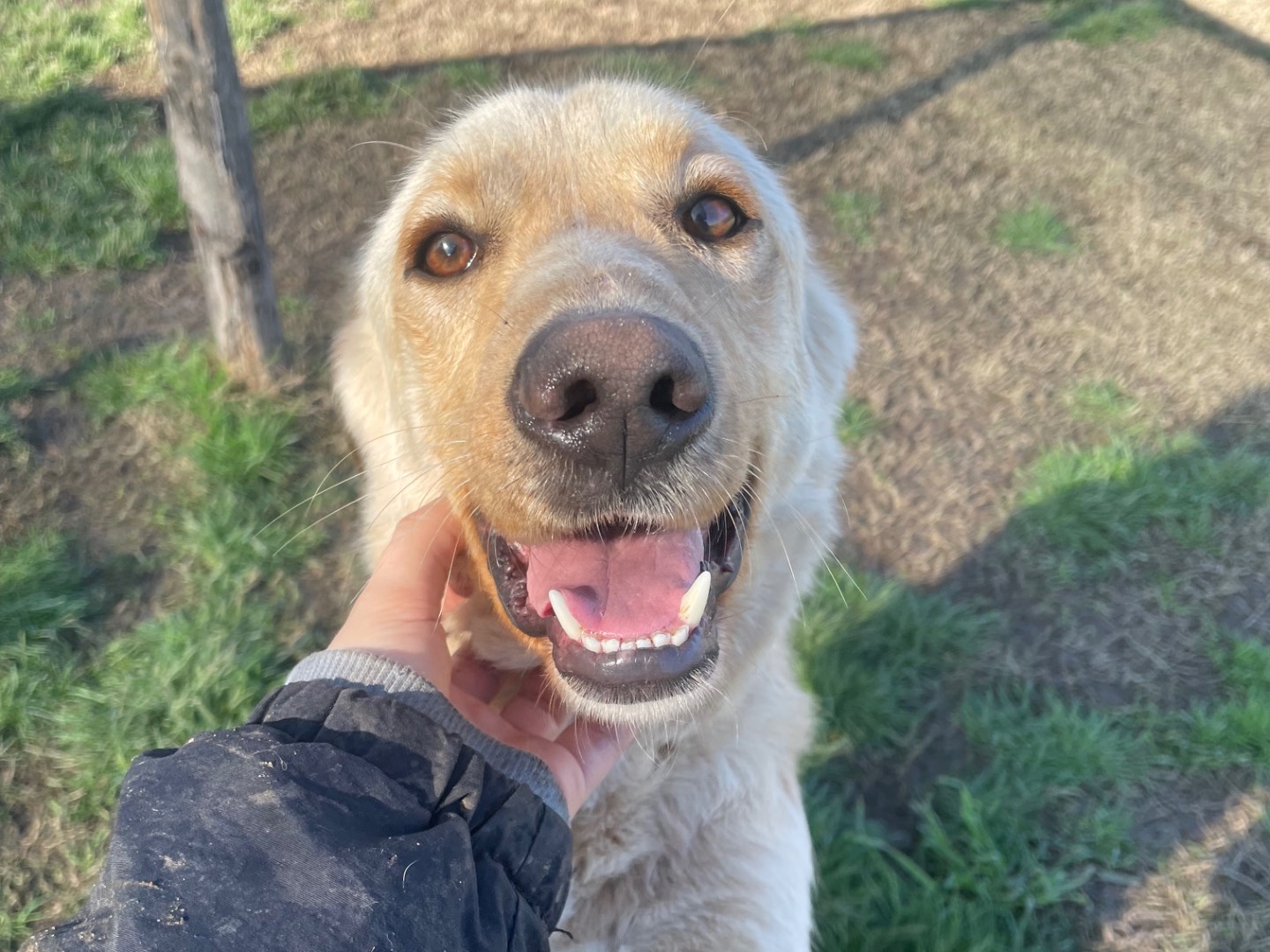Adotta il cane Biden a Latina
