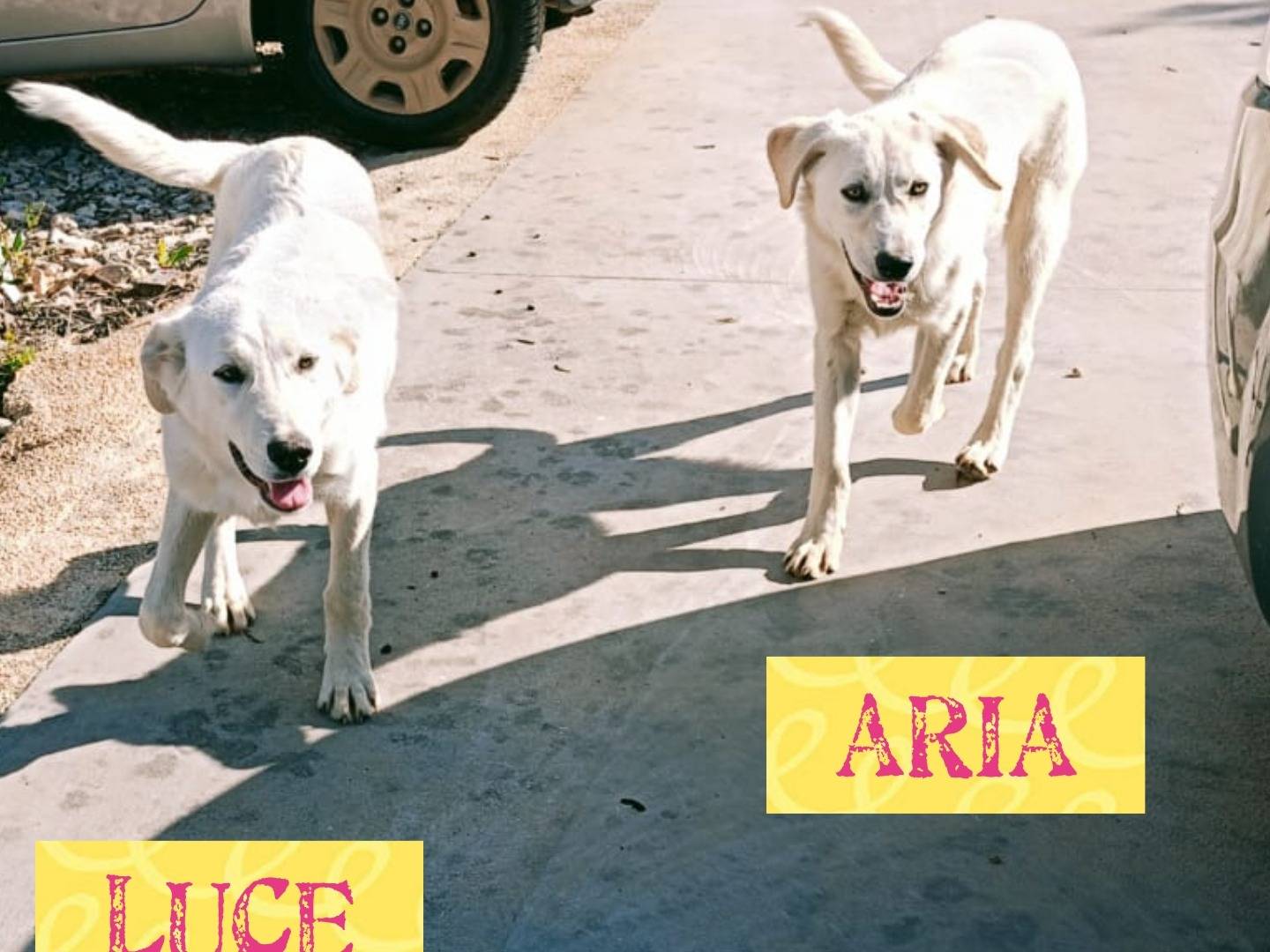 Foto dell'animale