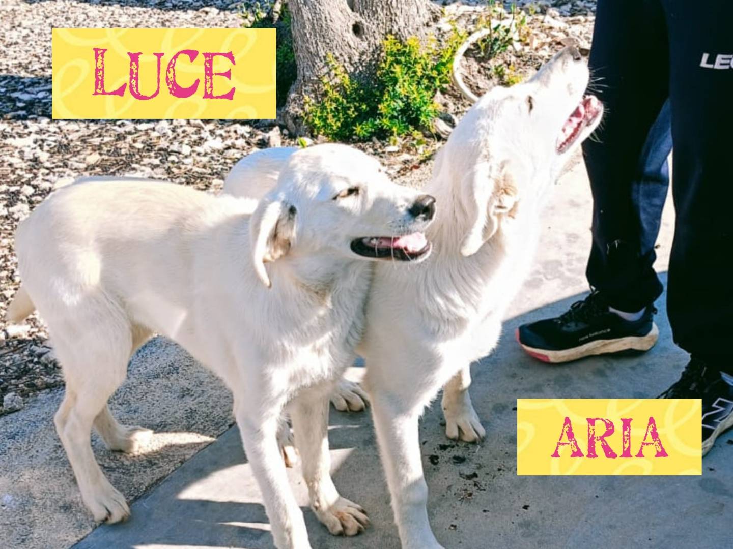 Adotta un cane, femmina, 3 mesi, Bari