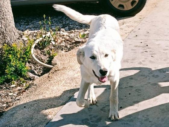 Adotta un cane, taglia media, femmina, Bari