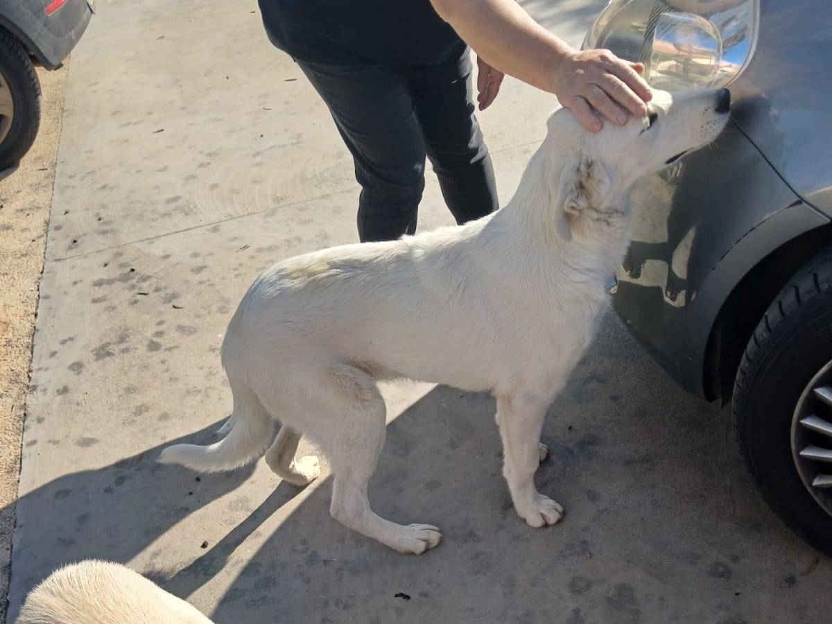 Adotta il cane Aria e Luce a Bari