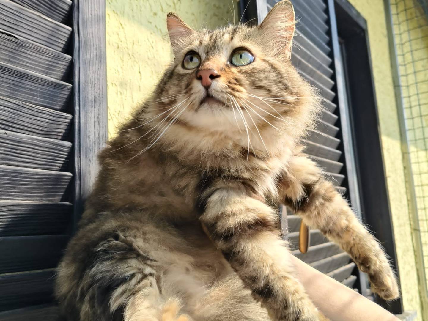 Foto dell'animale