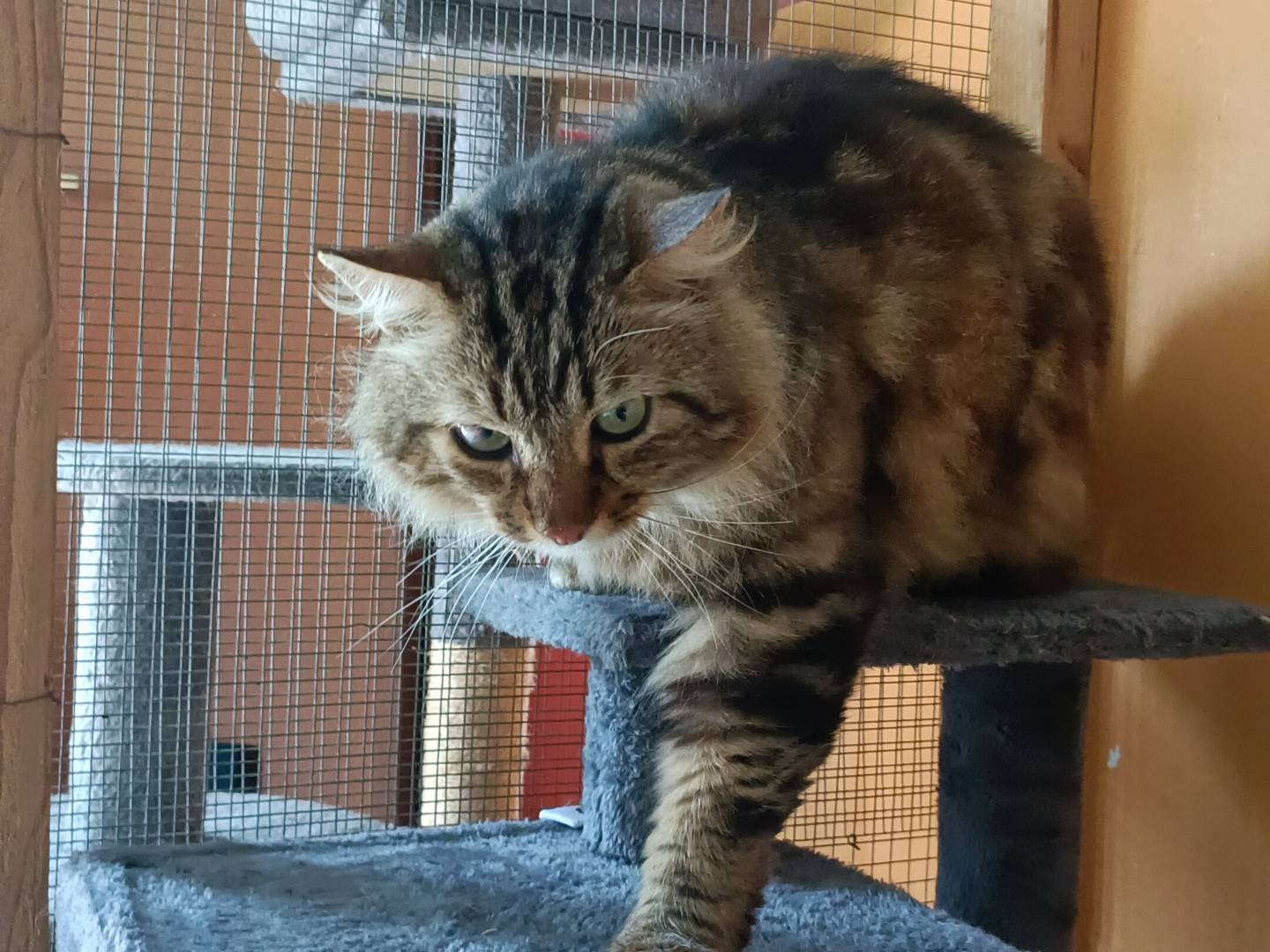 Adotta un gatto, maschio, 4 anni  e 5 mesi , Asti