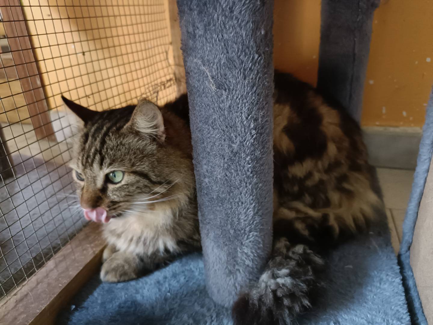 Adotta un gatto, taglia non valida, maschio, Asti