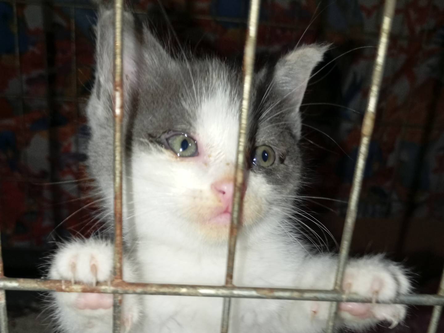 Foto dell'animale