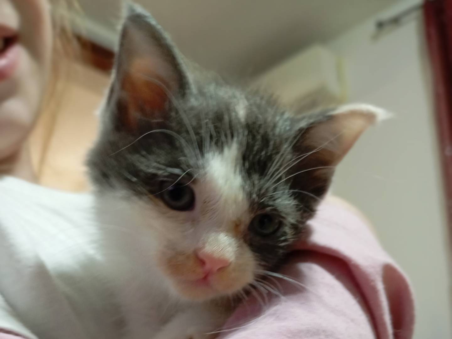 Adotta un gatto, femmina, 1 mesi, Latina