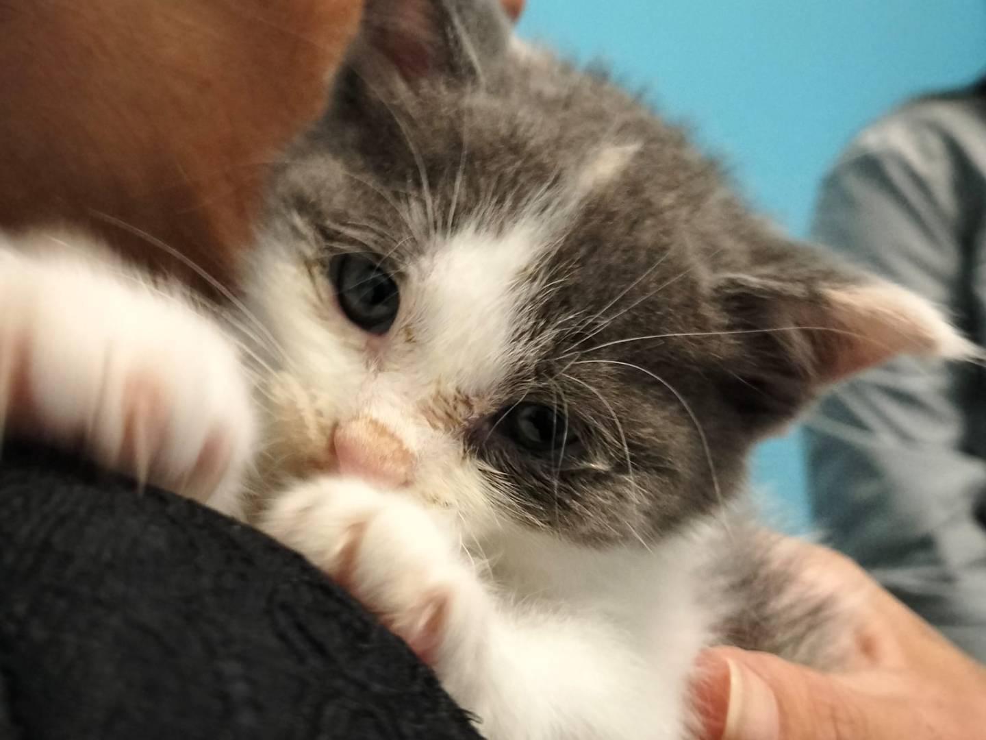 Adotta un gatto, taglia non valida, femmina, Latina