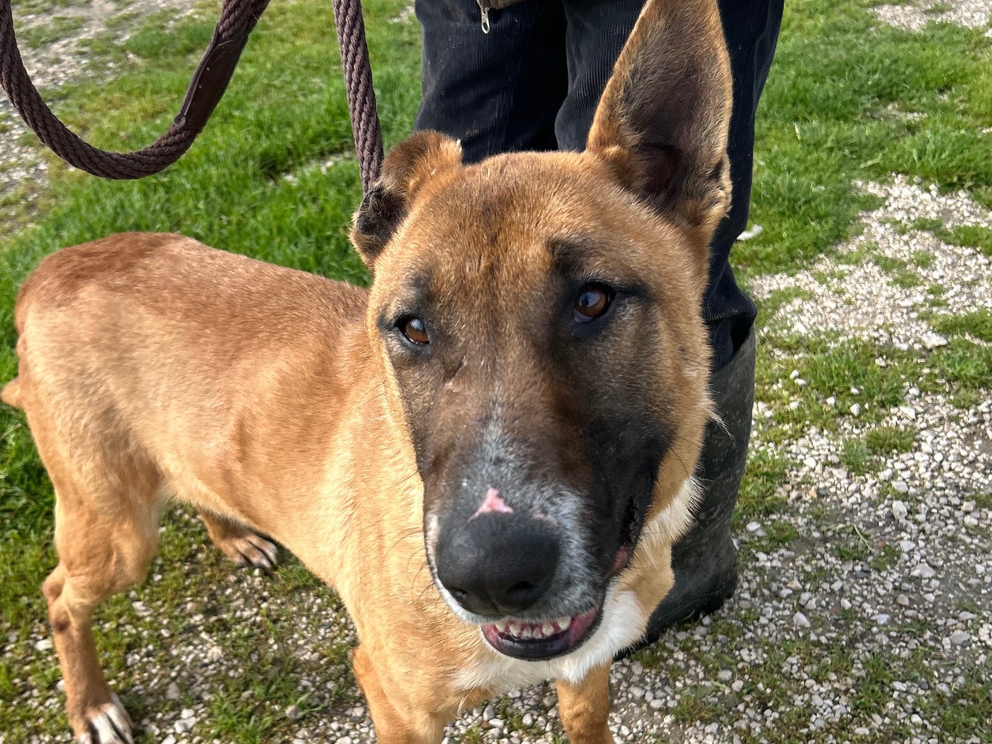 Adozione cane, maschio, Bull Terrier Razza sconosciuta, 6 anni e 6 mesi, taglia media, Latina